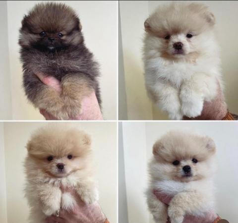 Image 3 of gorgeous Teddy bear Pomeranian puppies
