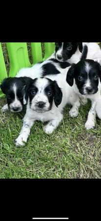 Image 7 of Ready now 4 Springer spaniel puppies