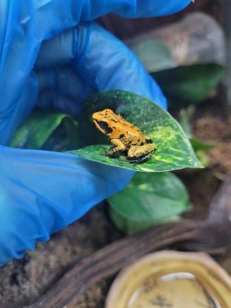Image 3 of Terribilis Golden Dart Frogs For Sale