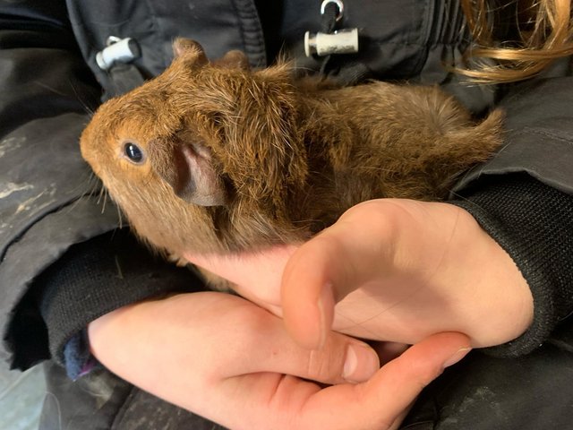 Preview of the first image of 3 baby boy guinea pigs for sale.