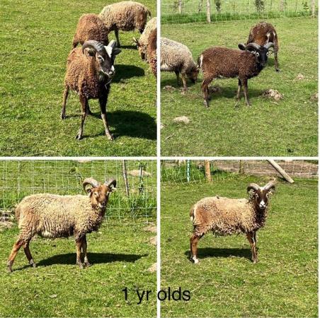 Image 2 of Soay Rams various ages for sale