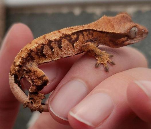 Image 13 of baby crested Geckos for sale..