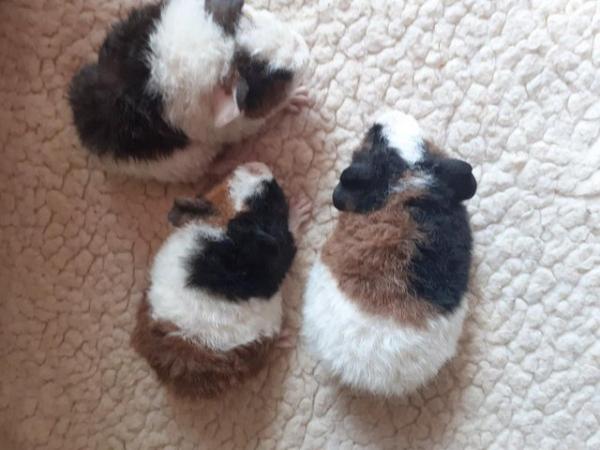 Image 12 of BEAUTIFUL BABY BOYS AND GIRL GUINEA PIGS