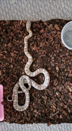 Image 4 of 2 Male Anary Corn Snakes