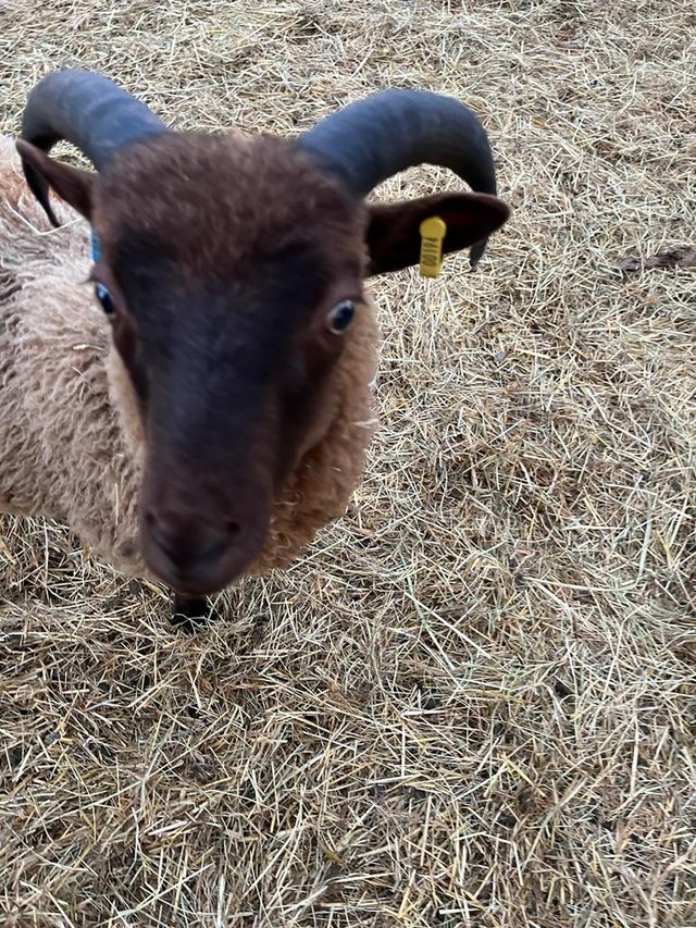 Preview of the first image of Shetland sheep for sale.