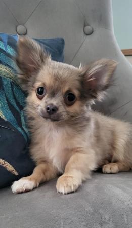 Image 1 of Male Longhaired Blue Sable Chihuahua pup