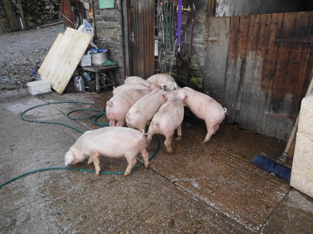 Preview of the first image of British Lop store pigs available now.