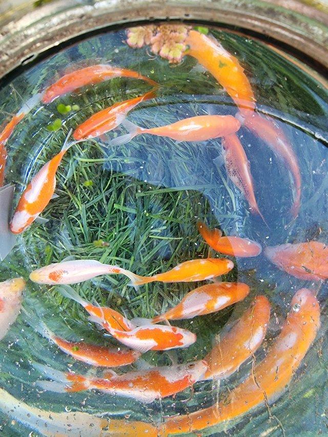 Preview of the first image of 100 mix coulors mix sizes pond gold fish.