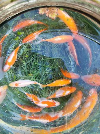 Image 1 of 100 mix coulors mix sizes pond gold fish