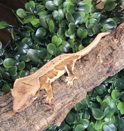 Image 11 of Stunning collection of lily whites/normal crested gecko's