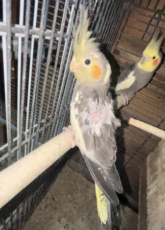Image 2 of really beautiful cockatiel babies for sale