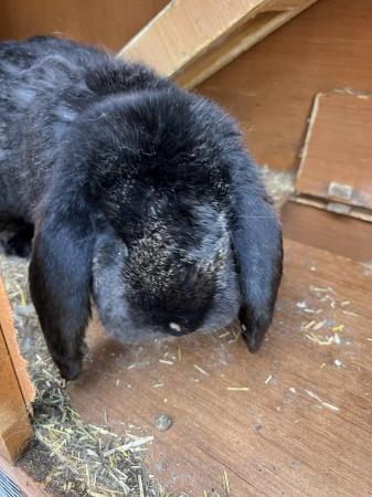 Image 4 of Giant continental and French lop