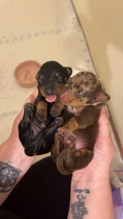 Image 5 of 1 dachshund puppies will be microchipped when they leave