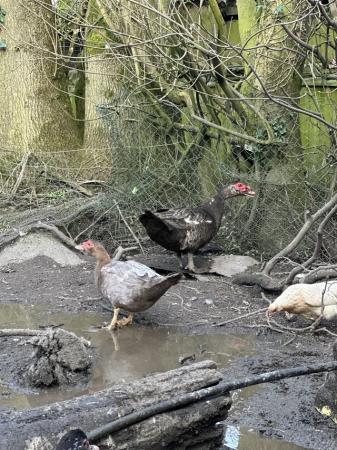 Image 5 of Mixture of Muscovy Ducks for sale