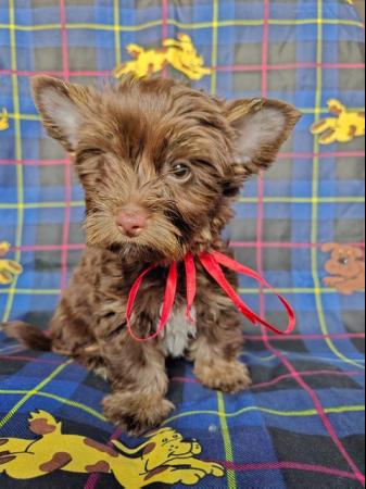 Image 1 of Colourful Yorkshire Terrier puppies for sale