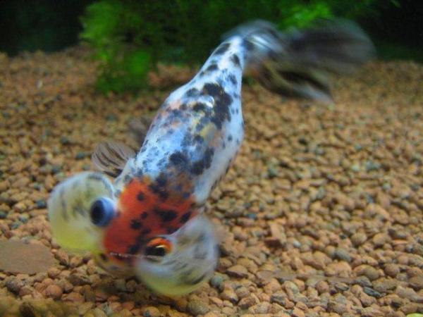 Image 6 of Fancy goldfish : calico bubble eye goldfish