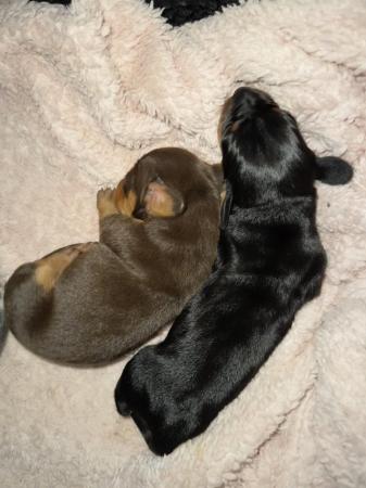 Image 4 of Absolutely stunning dachshund babies