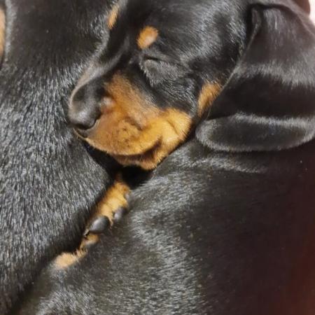 Image 1 of *1 Left*Beautiful Pedigree Puppies KC Registered