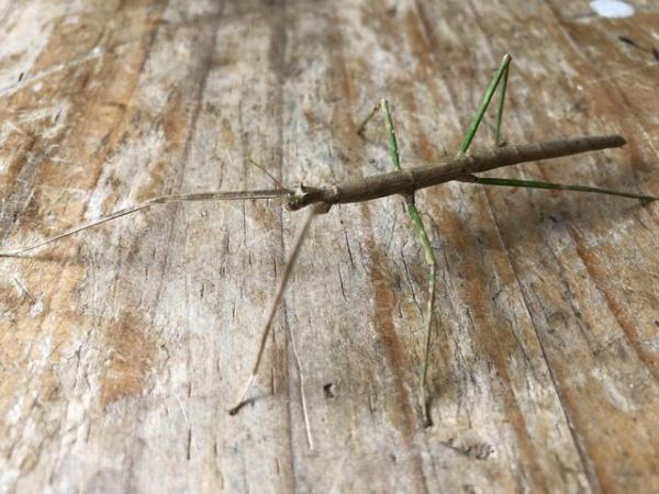 Image 5 of Rare Annan stick insects for sale