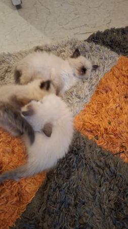 Image 3 of Blue/lilac point male ragdoll ready now