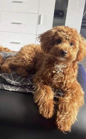 Poodle puppies for sale in Leeds, West Yorkshire – 1 year old - Image 5 of 8