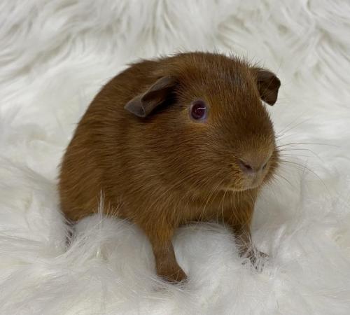 Image 5 of Bonded, Baby Guinea Pigs. Ready Now!