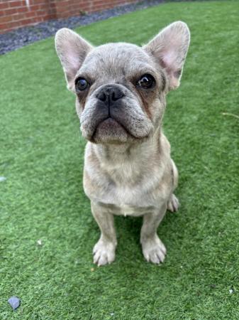 Image 4 of 7 month old French bulldog