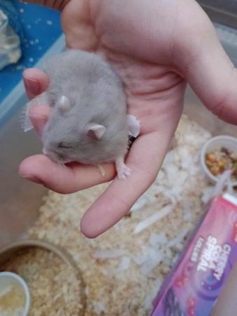 Image 1 of Dwarf hamsters young tame Boys and girls