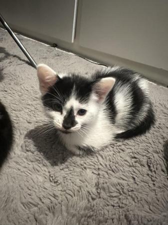 Image 3 of 10 weeks kittens, 2 males