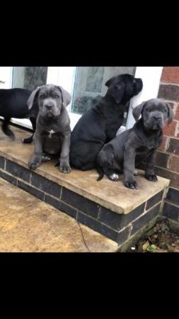 Image 25 of grand champion bloodlines cane corso pups. 10 weeks old.