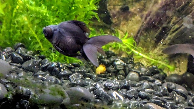 Image 1 of Black moor baby fish 2 1/2” long