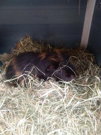 Image 2 of Guinea pigs 2 x boars needing to find forever home