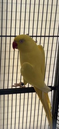 Image 5 of Indian ringneck babes parrots