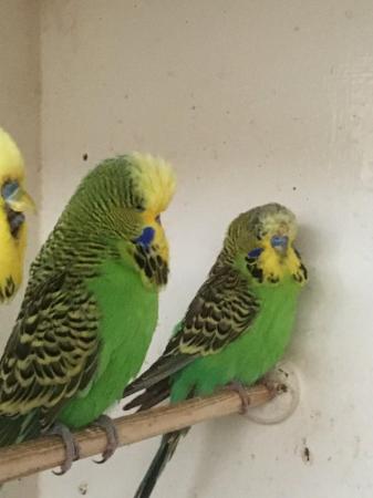 Image 4 of Adult and Baby Budgies for sale from £10.00 each
