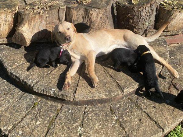 Image 2 of Working labrador litter, fully health tested. Drakeshead