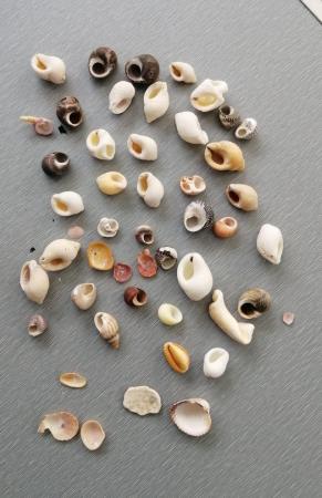 Image 13 of A Mixed Lot of Real Seashells.  100 Plus Pieces.