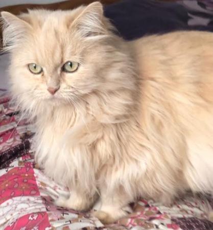 Image 4 of SIBERIAN FEMALE CAT 6 YEARS OLD