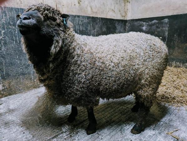 Image 2 of Rare breed Black Leicester Longwool Ram pedigree registered