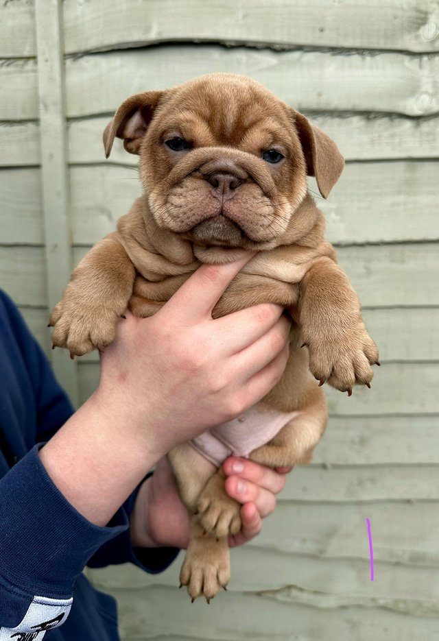 Preview of the first image of LAST 3 REMAINING* KC English Bulldog puppies..