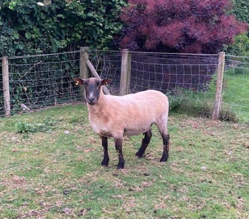 Image 1 of Four year old sheep for sale