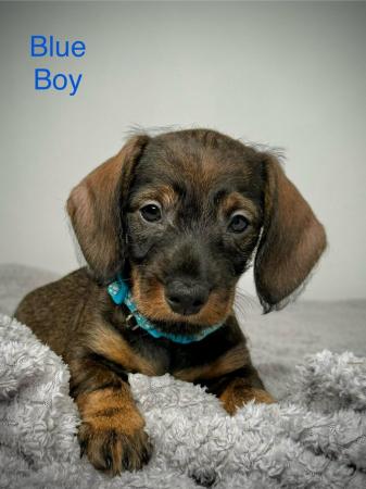Image 9 of Miniature Dachshund Puppies KC Registered