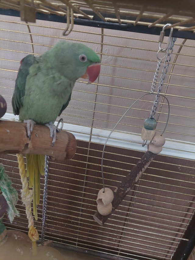 Preview of the first image of 1 year old ALEXANDRINE PARAKEET.