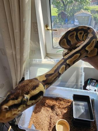 Image 3 of 3 year old female royal python