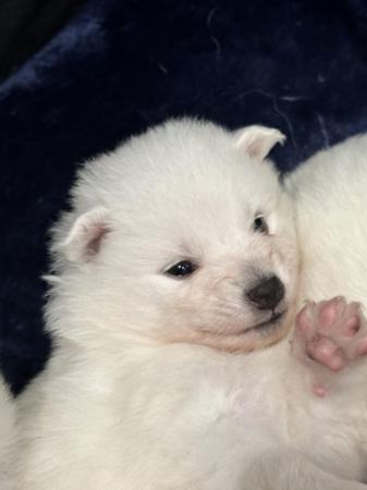 Image 5 of Beautiful cuddly and cute Japanese Spitz Puppies