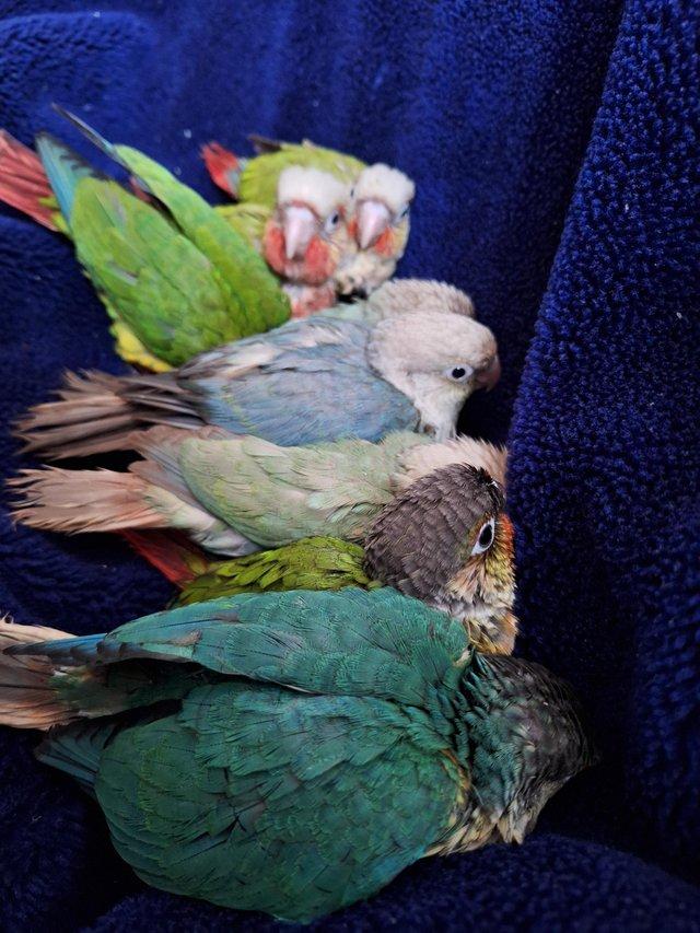 Preview of the first image of Handreared baby green cheek conures - DNA sexed.