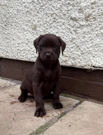 Image 9 of KC Reg Chocolate Labrador Puppies Parents Health Tested