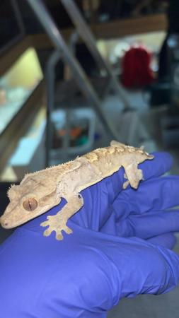 Image 5 of Crested geckos for sale