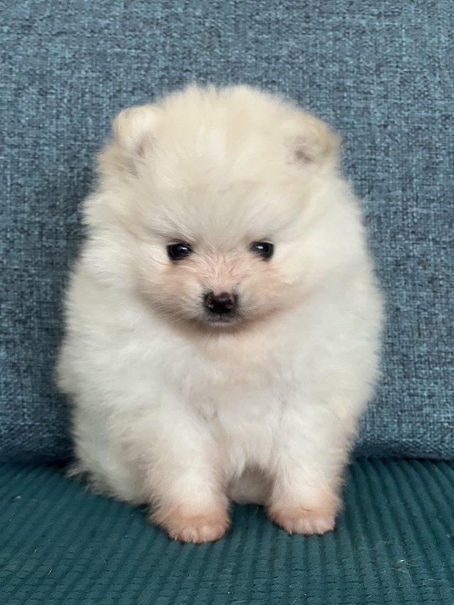 Preview of the first image of Cream and white Pomeranian Puppy’s.
