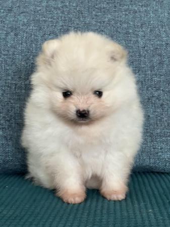 Image 1 of Cream and white Pomeranian Puppy’s