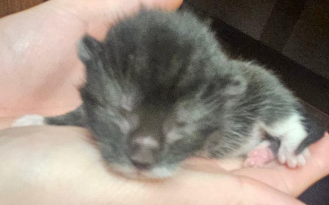 Image 7 of Week old kittens bot ready for collection yet